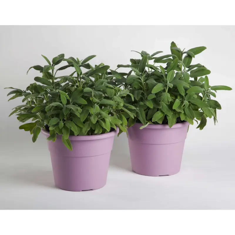 Scelto Dai Clienti Vaso Hedera 25 cm