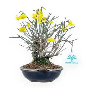 Promozione Esclusiva Jasminum Nudiflorum - Gelsomino d'inverno - 26 cm