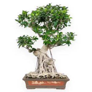 Promozione Ficus formosanum - 93 cm