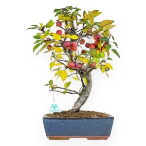 Malus - Melo - 48 cm Spedito Oggi
