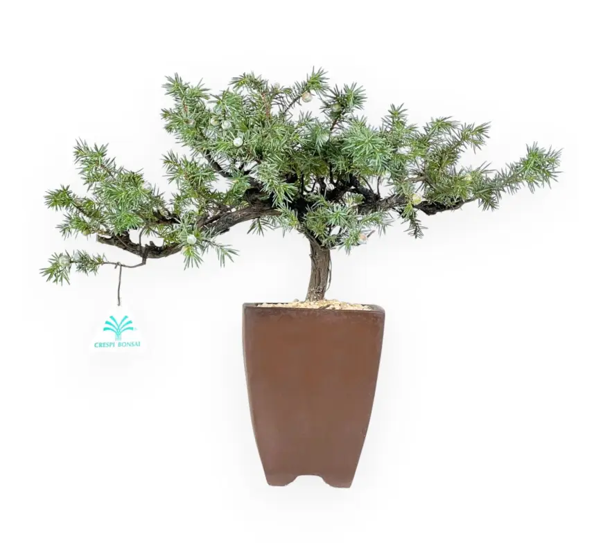 Quantità Limitata Juniperus rigida - Ginepro - 32 cm