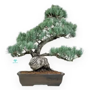 Novità Pinus pentaphylla - Pino a cinque aghi - 59 cm