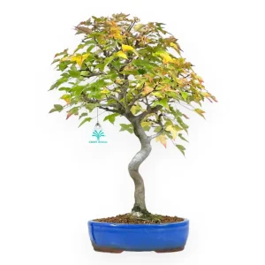 Acer buergerianum - Acero - 49 cm Professionale