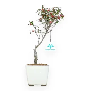 Sconto Ilex serrata Subtilis - Agrifoglio - 31 cm