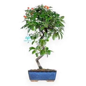 Pyracantha - 40 cm Compra Online
