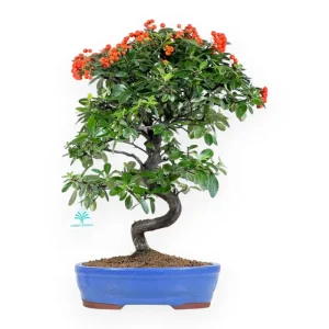 Consegna Rapida Pyracantha - 52 cm