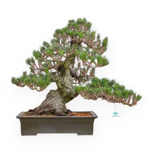 Promozione Esclusiva Pinus Thunbergii Senjomaru - Pino Nero - 60 cm