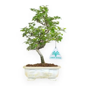 Prezzo Ridotto Premna Microphylla - 27 cm