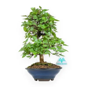Compra Oggi Stesso Carpinus Turczaninovii - Carpino - 29 cm