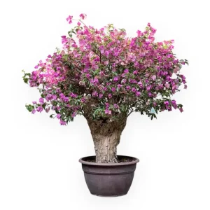 Bougainvillea - Bouganville - 130 cm Solo Oggi