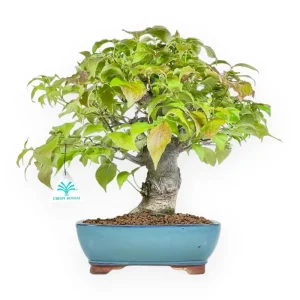 Sconto Cornus Kousa - Corniolo - 37 cm