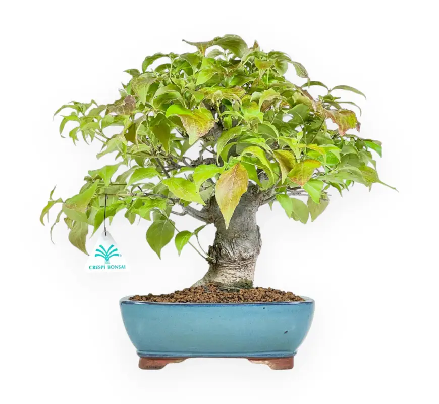 Sconto Cornus Kousa - Corniolo - 37 cm