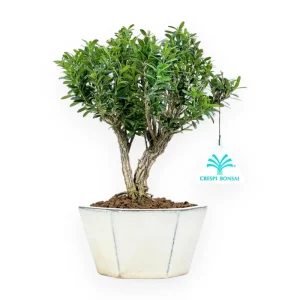 Subito Disponibile Buxus - Bosso - 24 cm
