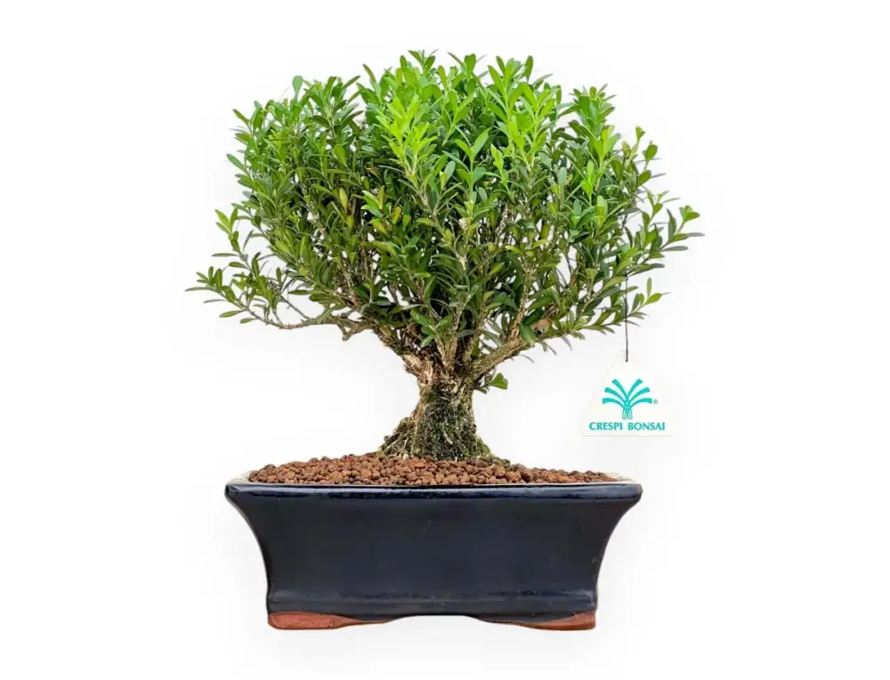 Affare Buxus Harlandii - Bosso - 28 cm