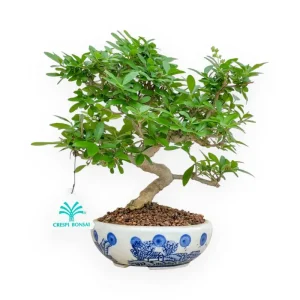 Saldi Ligustrum - Ligustro - 24 cm