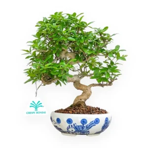 Ligustrum - Ligustro - 25 cm Spedito Oggi