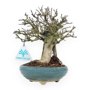 Affare Premna Japonica - 22 cm