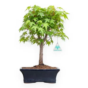 Acer Palmatum Viridis - Acero - 41 cm Sconto