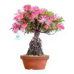 Rhododendron Indicum Hanabin - Azalea - 39 cm Affare