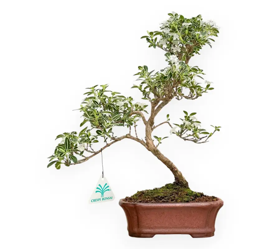 Serissa Foetida Variegata - Serissa - 33 cm Prezzo Basso
