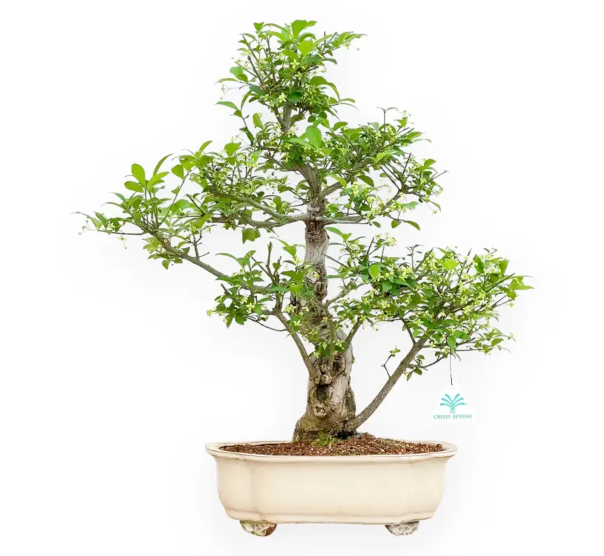 Offerta Evonimus Sielbodianus - Evonimo - 54 cm