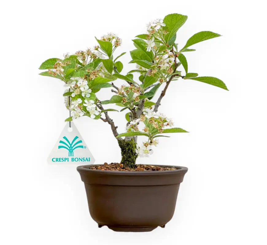 Pourthiaea Villosa - 21 cm Direttamente Dal Produttore