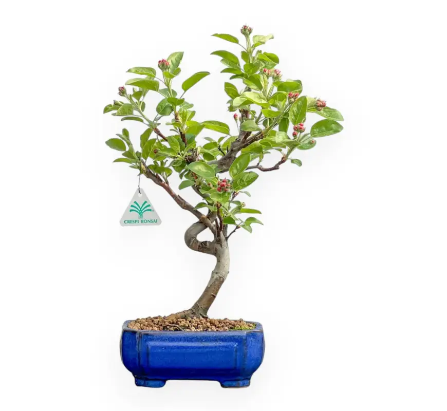 Malus Evereste - Melo - 40 cm Novità