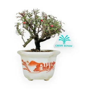 Esclusivo Cotoneaster Horizontalis - Cotognastro - 15 cm