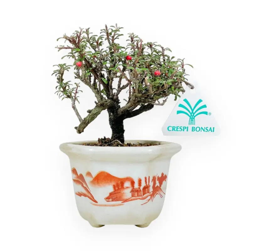 Esclusivo Cotoneaster Horizontalis - Cotognastro - 15 cm