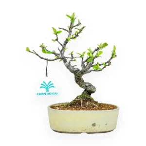 Pseudocydonia Chinensis - Cotogno - 23 cm Bestseller