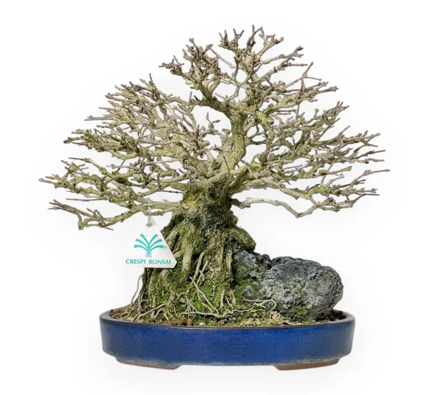 Esclusivo Premna Japonica - 28 cm