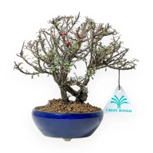 Acquista Ora Cotoneaster Horizontalis - Cotognastro - 19 cm