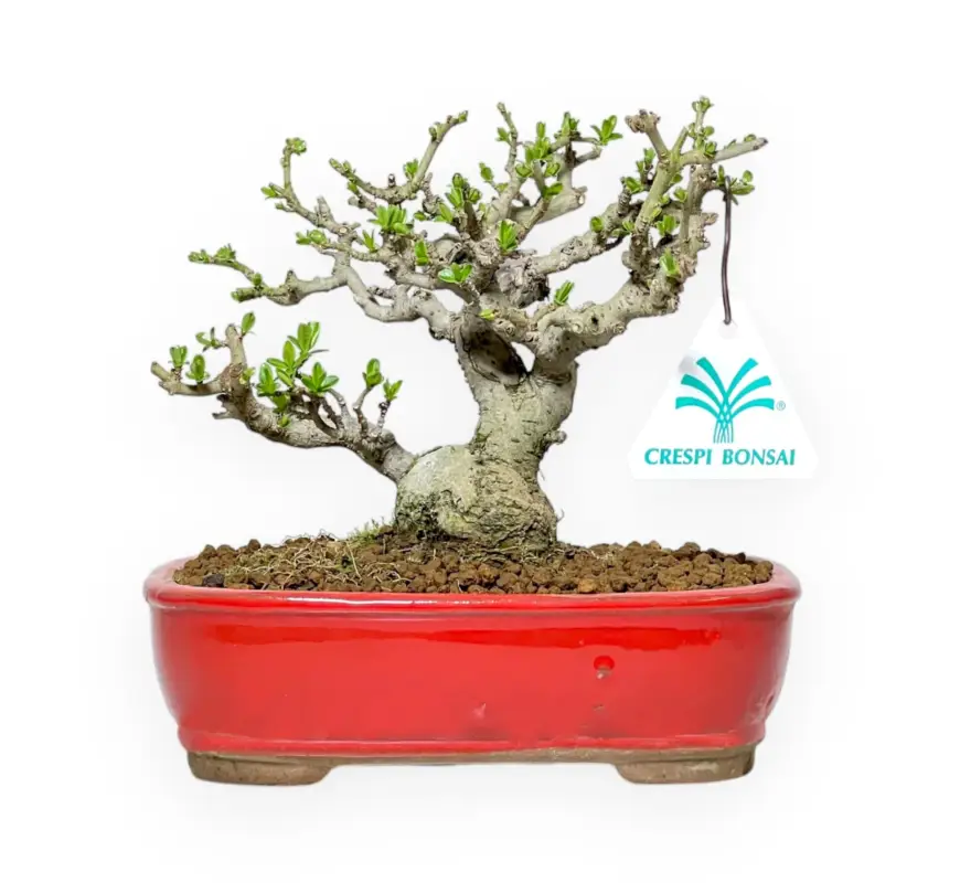 Spedito Oggi Ligustrum Obtusifolium - Ligustro - 16 cm