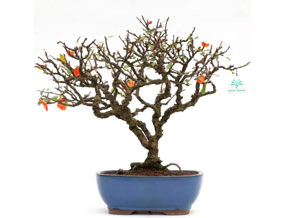 Chaenomeles - 40 cm Offerta Limitata