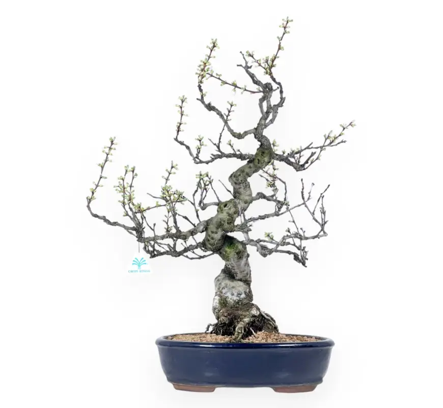 Offerta Prunus tomentosa - 64 cm