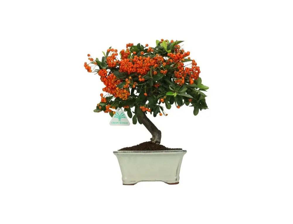 Non Perdere Pyracantha - 31 cm