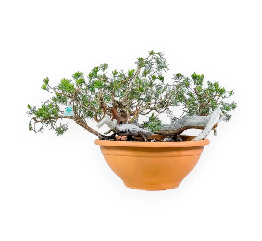 Juniperus Sabina - Ginepro - 45 cm Più Venduto