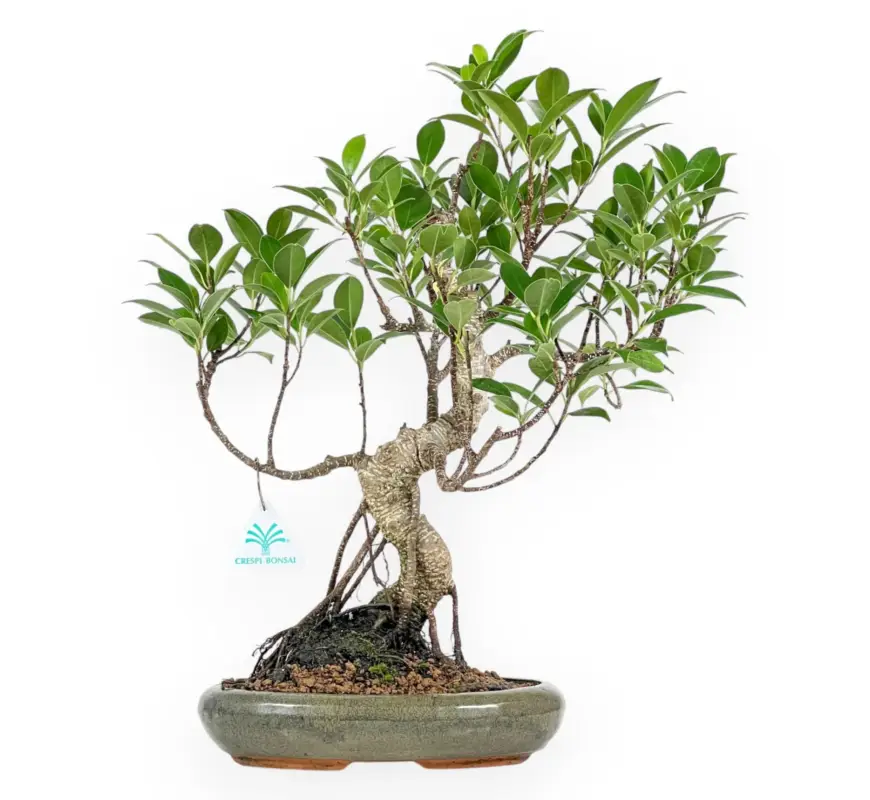 Subito Disponibile Ficus Retusa - 44 cm