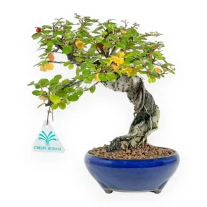 Professionale Cotoneaster Horizontalis - Cotognastro - 24 cm