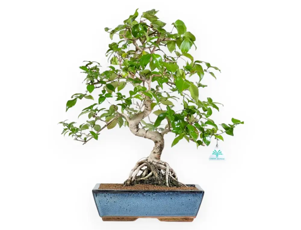 A Buon Prezzo Eugenia - 53 cm