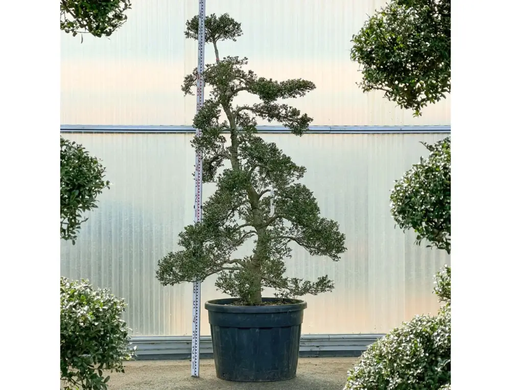 Ilex crenata - 240 cm Reso Gratuito