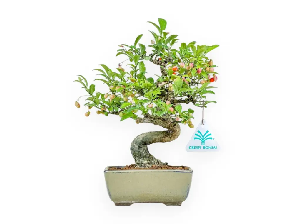 Euonymus - Evonimo - 25 cm Spedito Oggi