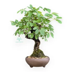 Affare Akebia Quinata - 32 cm