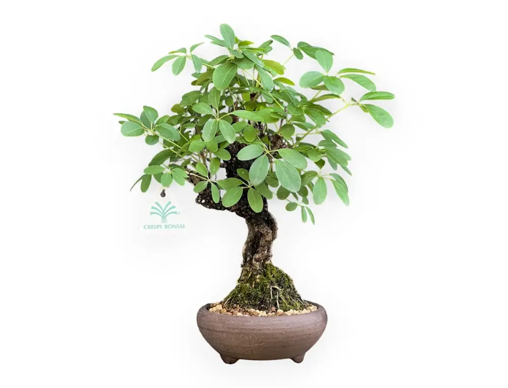 Affare Akebia Quinata - 32 cm