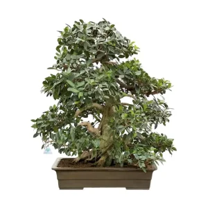 Direttamente Dal Produttore Ficus Formosanum - Fico - 98 cm