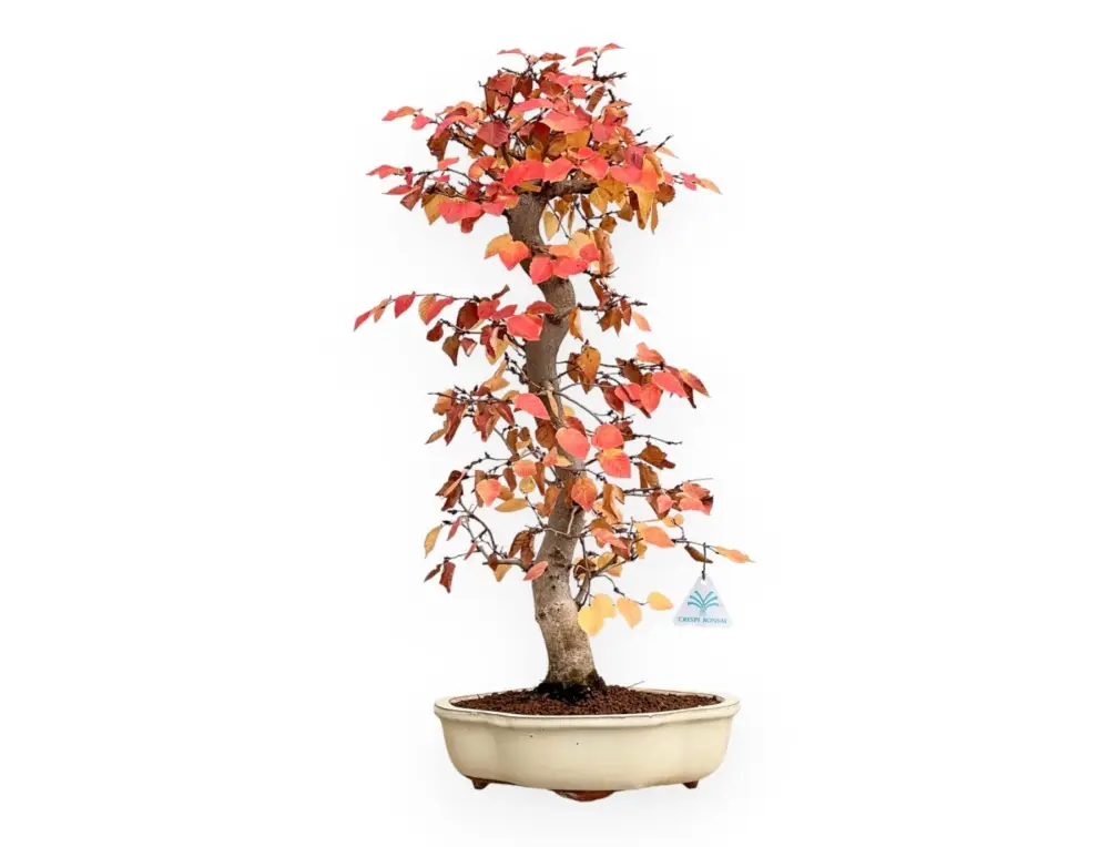 Offerta Carpinus Koreana - Carpino - 70 cm