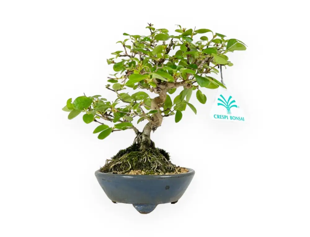 Offerta Lampo Lonicera - 19 cm