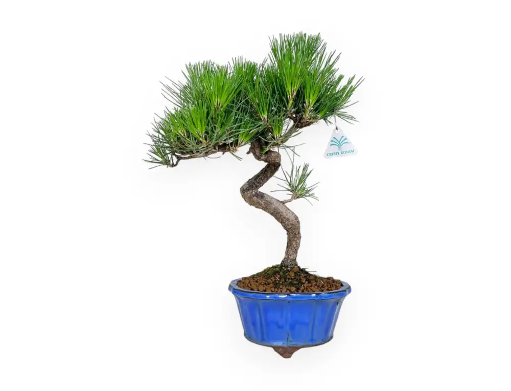 Compra Adesso Pinus thunbergii - Pino nero - 40 cm