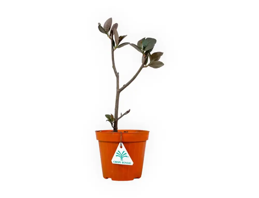 Aronia melaocarpa - 34 cm Saldi