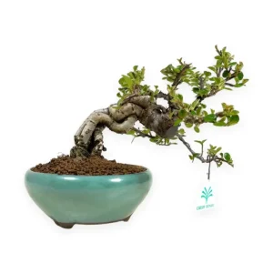Spedito Oggi Cotoneaster Horizontalis - Cotognastro - 18 cm